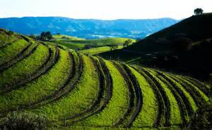 Terraced Vineyards in Ballard