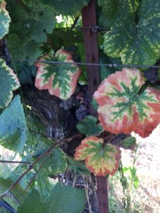 Lodi Vines